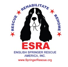 English Springer Rescue America, Inc.