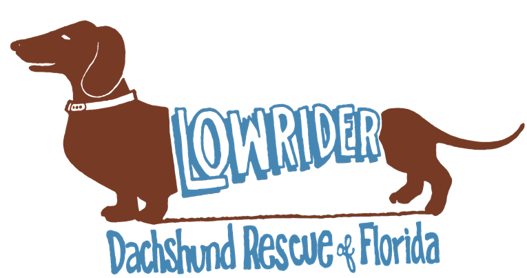Lowrider Dachshund Rescue of Florida